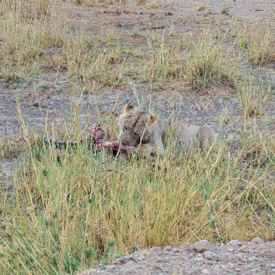 Wild Amboseli Ndovu Cottage. 외부 사진