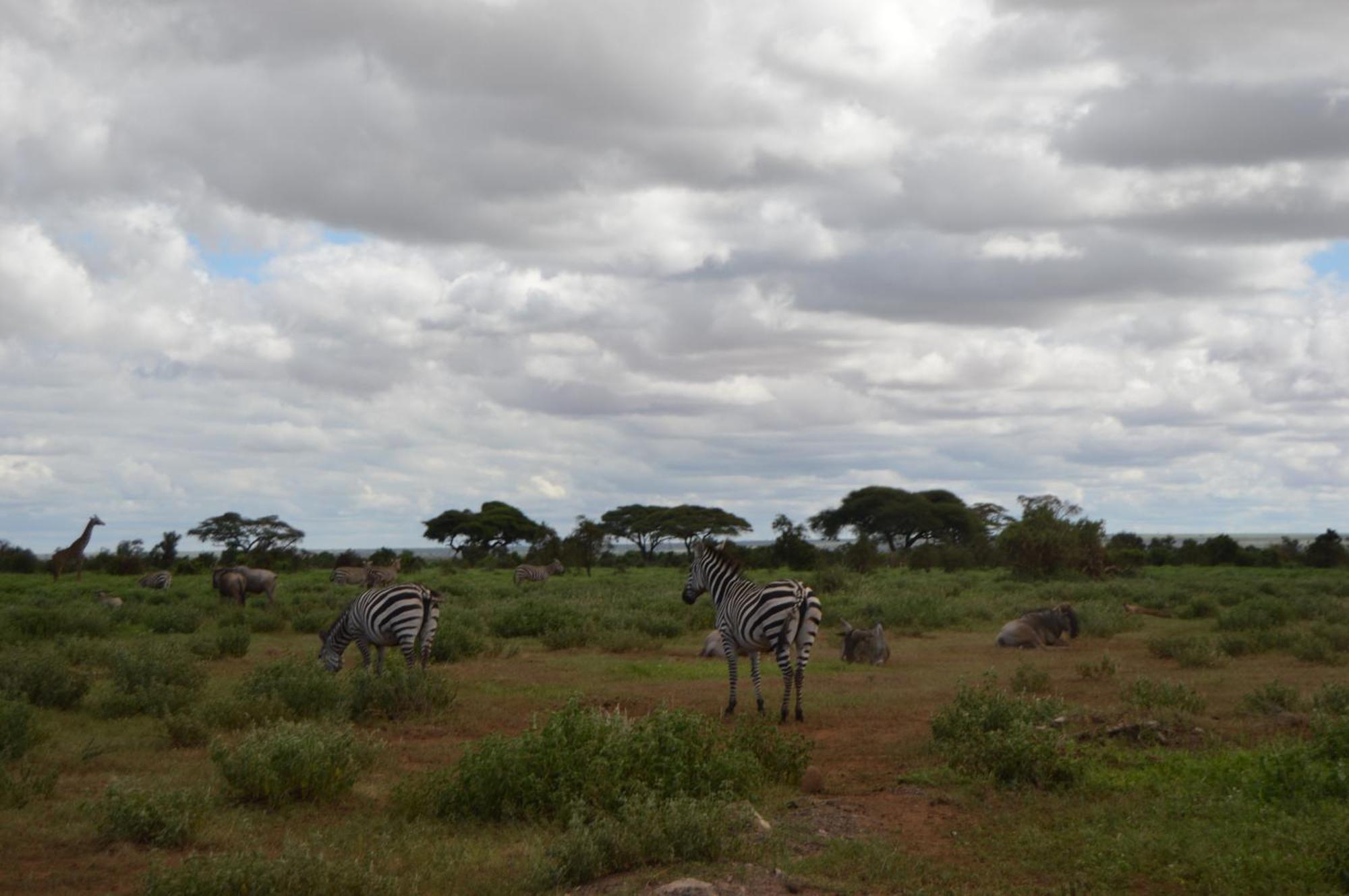 Wild Amboseli Ndovu Cottage. 외부 사진