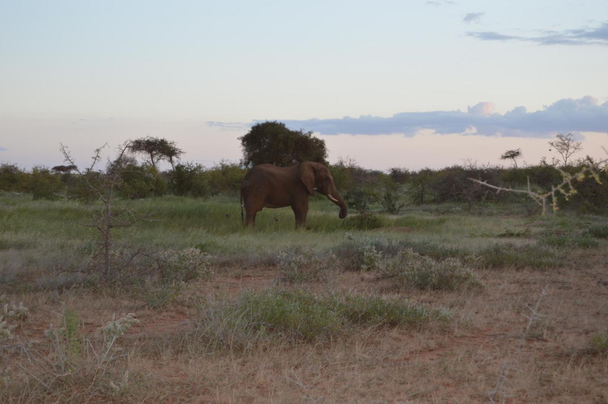 Wild Amboseli Ndovu Cottage. 외부 사진