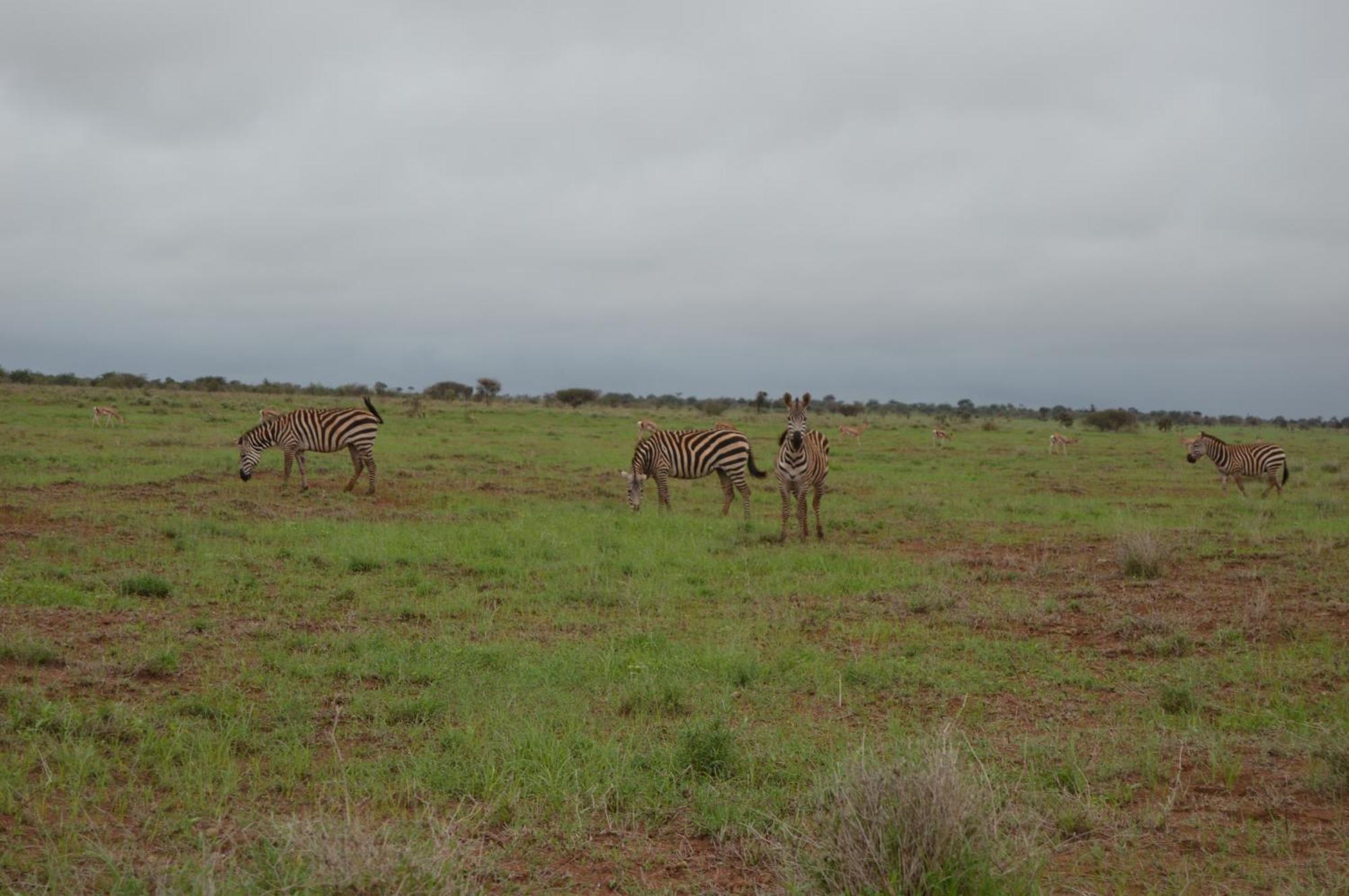 Wild Amboseli Ndovu Cottage. 외부 사진